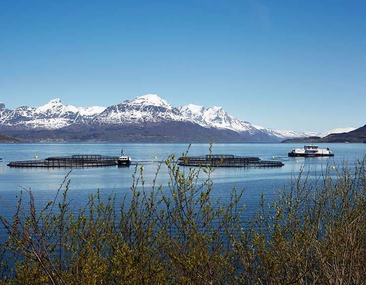 Sørrollnesfisk