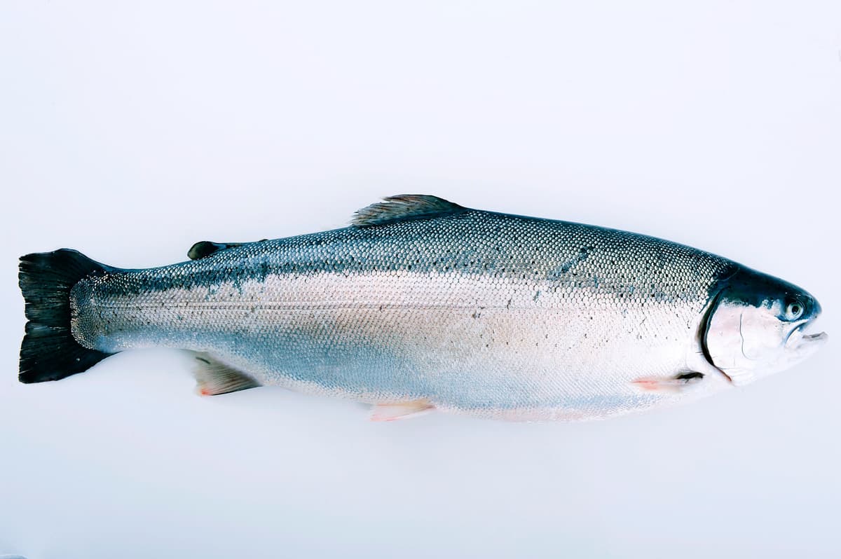 Frozen Fjord Trout