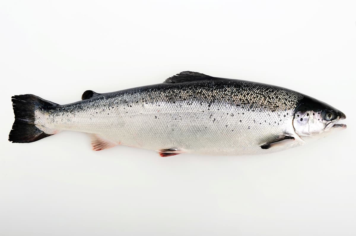 Fresh Atlantic Salmon