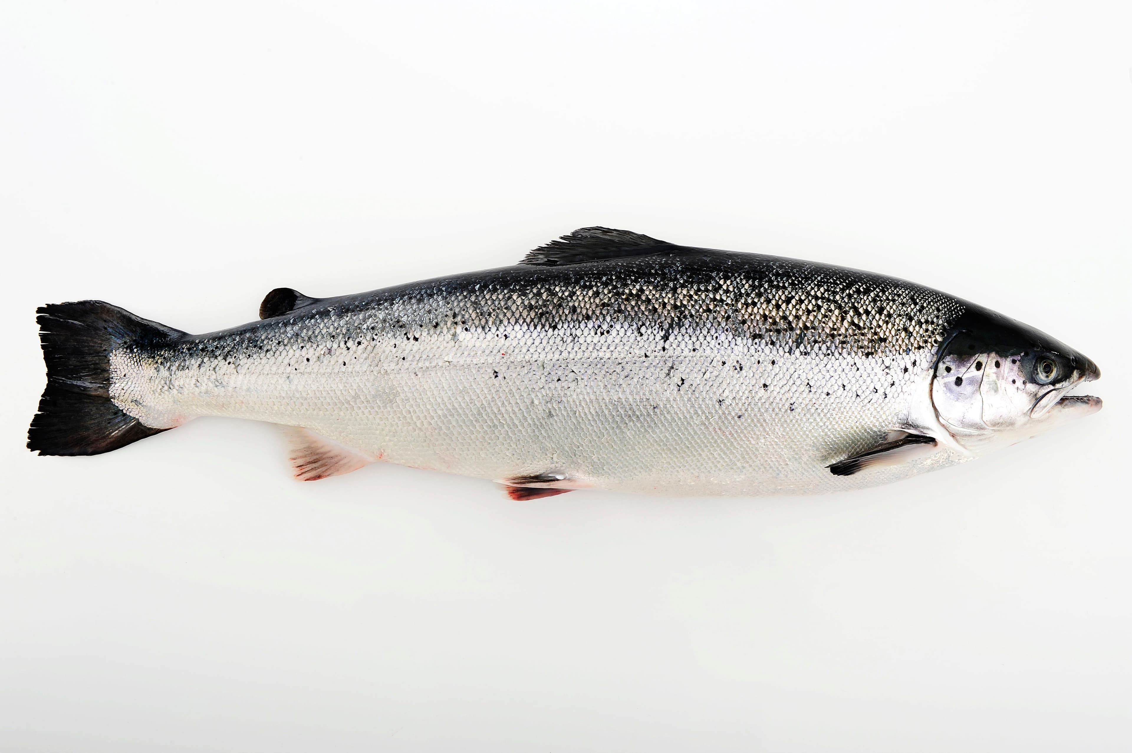 Fresh Atlantic Salmon - Salmon product image