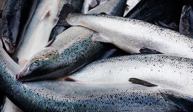 Northern Lights Salmon
